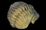 Large, Wide, Enrolled Pedinopariops Trilobite #169563-4